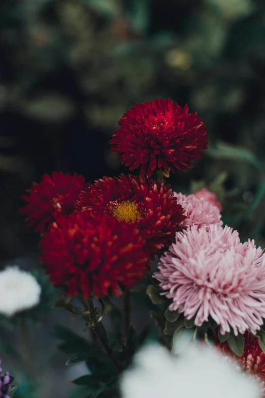 a bunch of flowers sitting on top of a table, a colorized photo, unsplash, chrysanthemum, rich red colors, lush surroundings, high angle shot