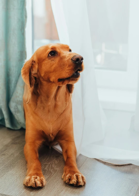 a brown dog sitting on top of a wooden floor, pexels contest winner, curtain, calmly conversing 8k, pastel', multiple stories