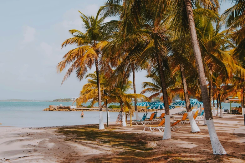 a beach filled with lots of palm trees next to the ocean, ocher and turquoise colors, jamaican vibe, jordan lamarre - wan, conde nast traveler photo