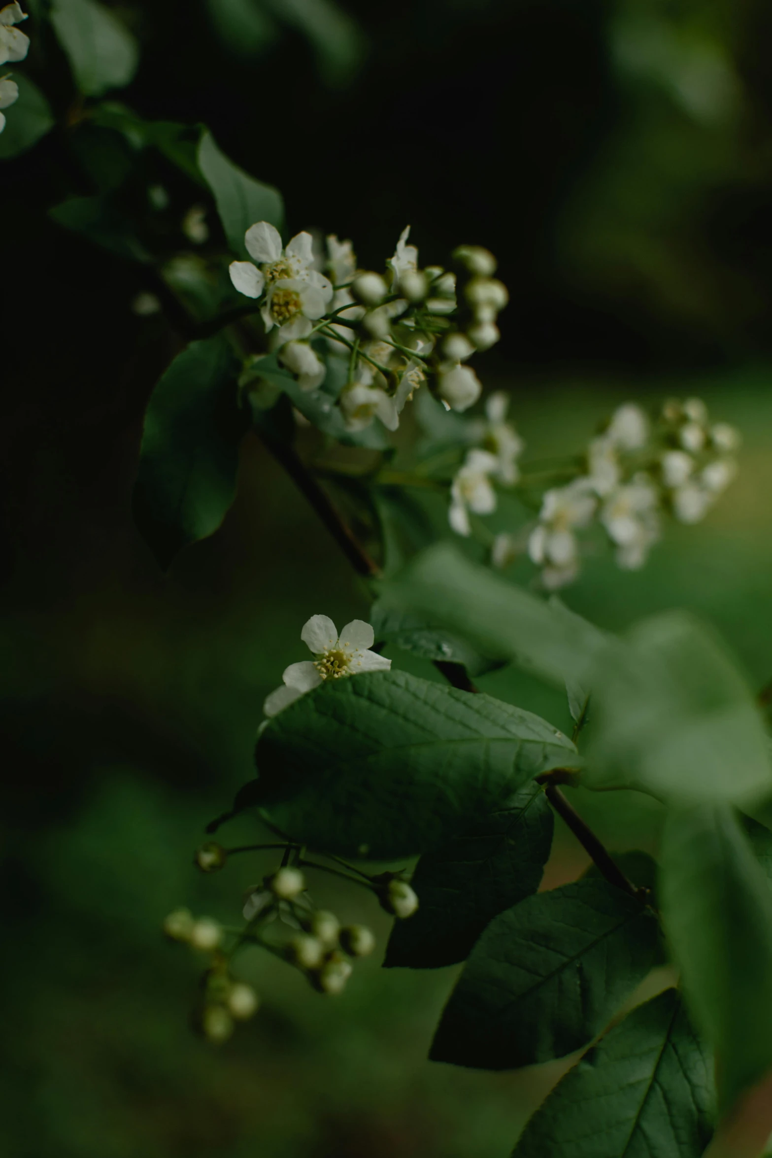 a close up of a plant with white flowers, unsplash, hurufiyya, nothofagus, old color photograph, shot on hasselblad, rain lit