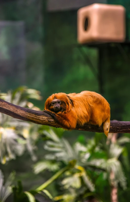 a small monkey sitting on top of a tree branch, trending on pexels, sumatraism, orange fuzzy muppet, laying down, museum quality photo, slide show