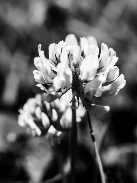 a black and white photo of a flower, clover, pyromallis rene maritte, high contrast!!, hyacinth blooms surround her