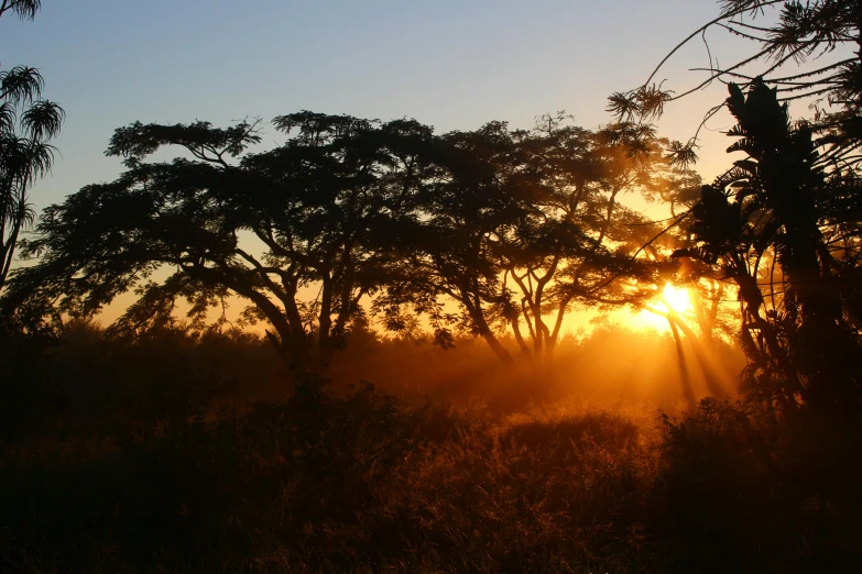 the sun is setting behind the trees in the field, by Jessie Algie, hurufiyya, madagascar, avatar image