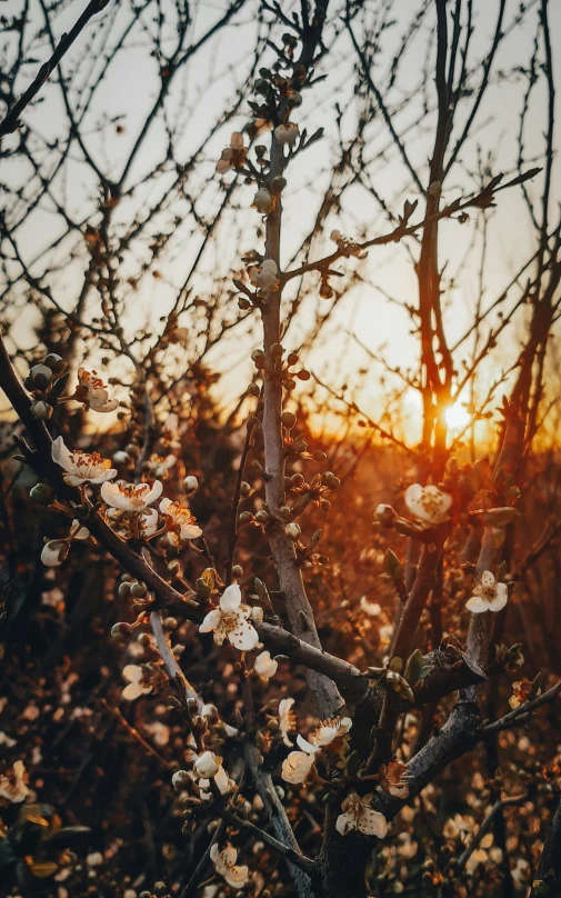 the sun is shining through the branches of a tree, an album cover, by Niko Henrichon, pexels contest winner, happening, flowering buds, ((sunset)), brown, fruit trees