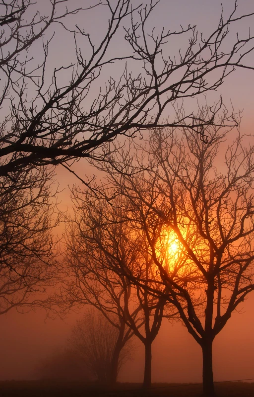 the sun is setting behind the trees in the fog, by Linda Sutton, pexels, light orange mist, branches, today\'s featured photograph 4k, golden hour in beijing