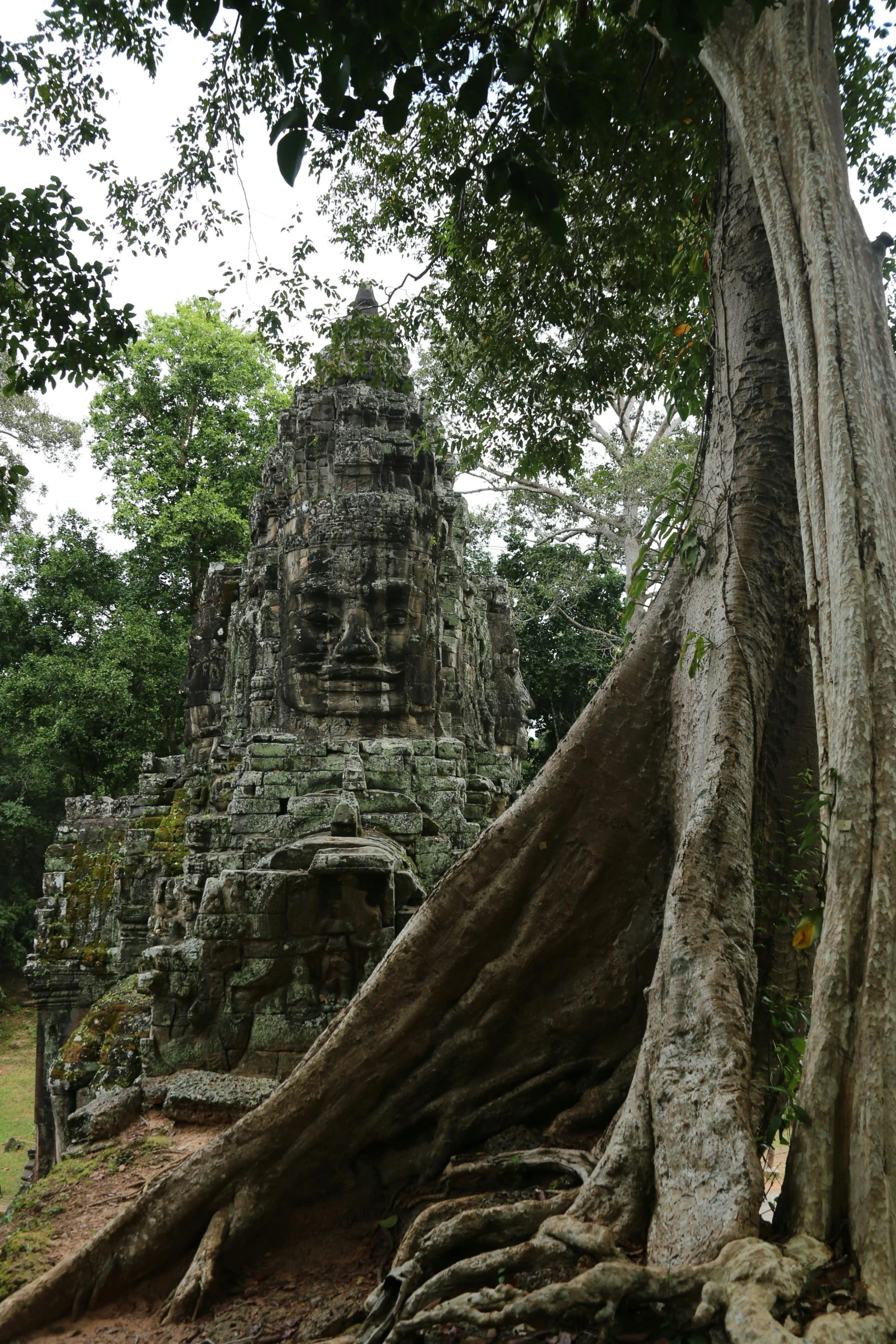 a large tree growing out of the side of a building, white stone temple ruins, sepals forming helmet, a face, 8 k -