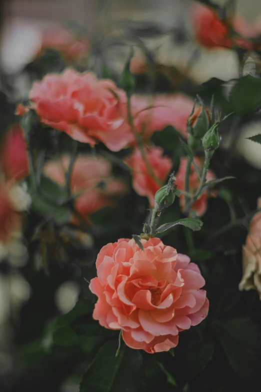 a close up of a bunch of pink flowers, a digital rendering, inspired by Elsa Bleda, trending on unsplash, rose garden, grey, pale orange colors, single