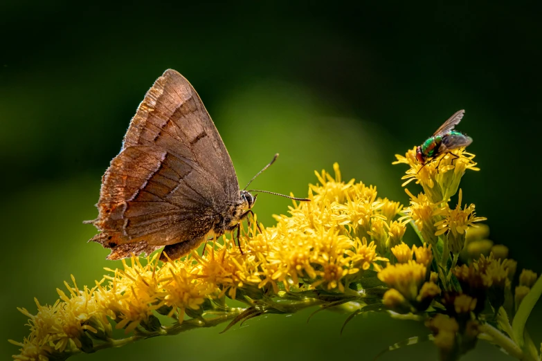 a brown butterfly sitting on top of a yellow flower, by Jacob Kainen, pexels contest winner, two male, myrtle, by greg rutkowski, grey