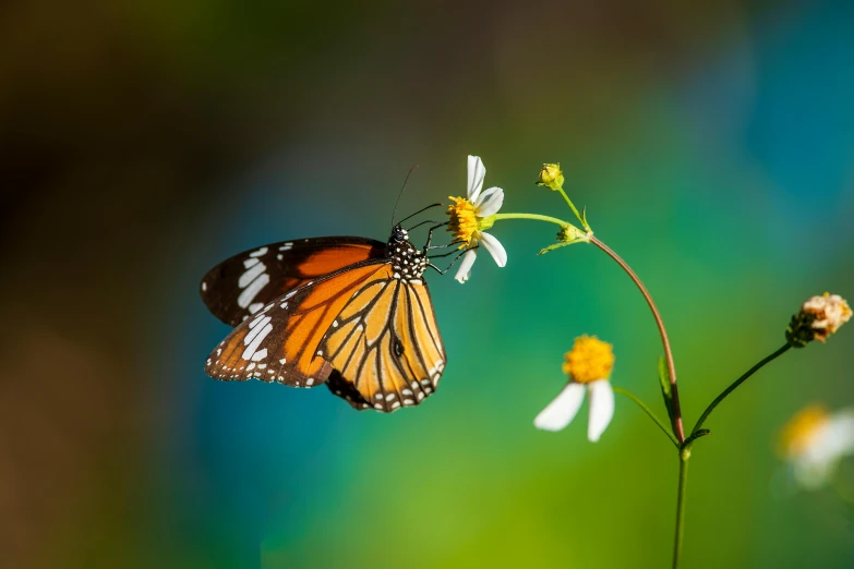 a close up of a butterfly on a flower, by Eglon van der Neer, unsplash, minimalism, avatar image, doing a majestic pose, getty images, having a snack