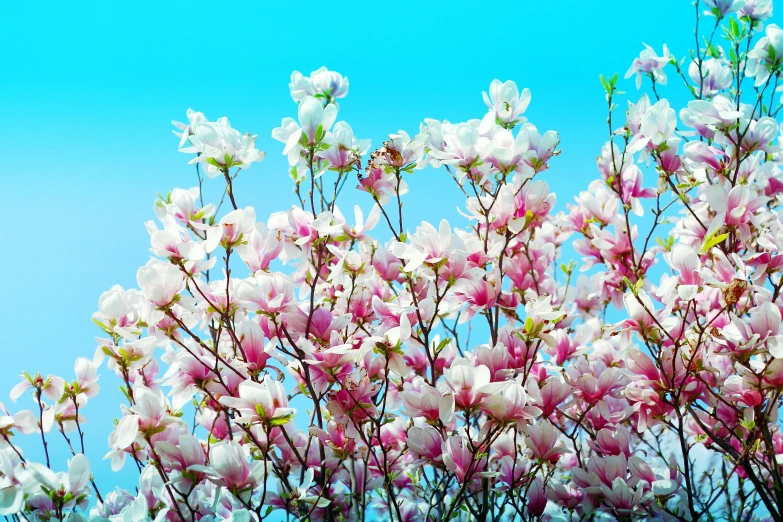 pink and white flowers against a blue sky, magnolia stems, award - winning, spectacular quality, michael bair