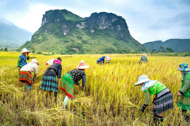 a group of people working in a rice field, by Meredith Dillman, pexels contest winner, fan favorite, karst landscape, avatar image, 1970s photo