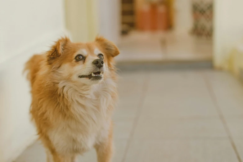 a small brown dog standing on a tiled floor, pexels contest winner, pomeranian mix, panting, dof wide, animation