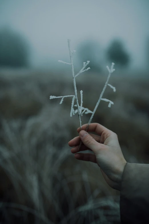 a person holding a plant in the middle of a field, inspired by Elsa Bleda, pexels contest winner, wearing ice crystals, branches and twigs, solemn gesture, short antlers