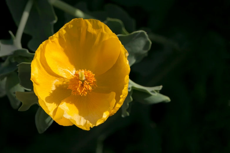 a close up of a yellow flower with green leaves, unsplash, hurufiyya, poppy, single light, fan favorite, australian wildflowers