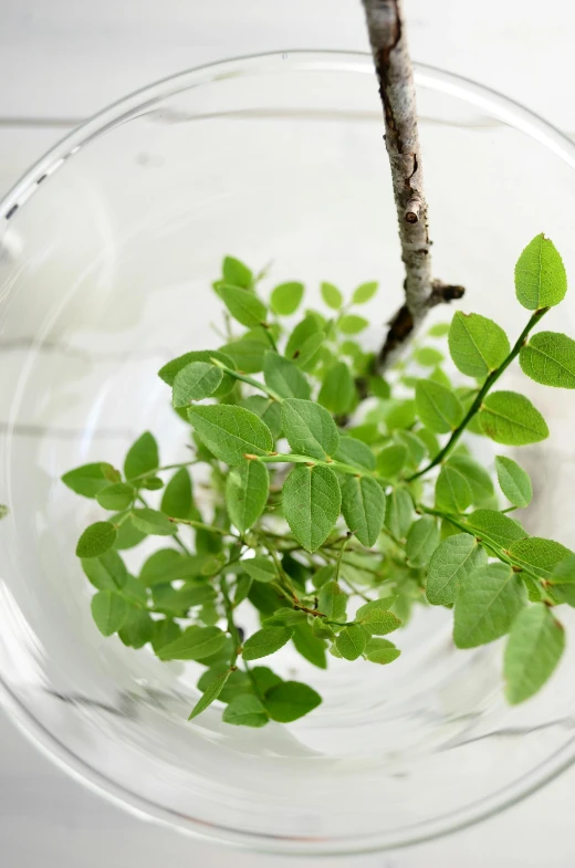 a close up of a plant in a glass vase, inspired by Hiromitsu Takahashi, arabesque, birch, large globe, high angle, honeysuckle