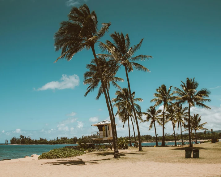 a couple of palm trees sitting on top of a sandy beach, a park, hawaii beach, multiple stories, teal aesthetic