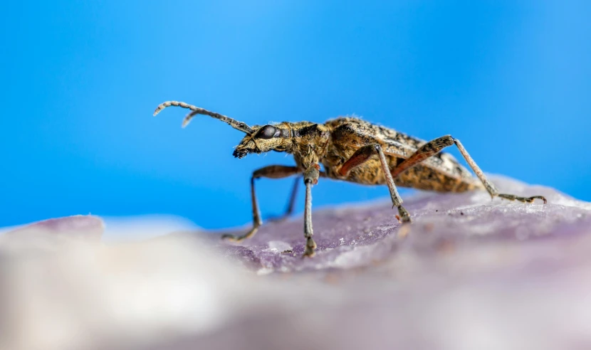 a bug sitting on top of a purple flower, on a rock