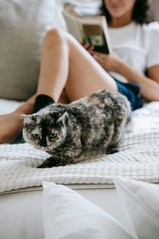 a woman reading a book while sitting on a bed with a cat, trending on pexels, gray mottled skin, exotic shorthair cat, couple on bed, the cat is walking