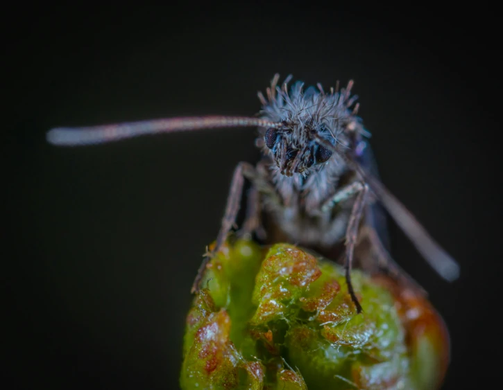 a close up of a bug on a leaf, a macro photograph, by Jan Rustem, pexels contest winner, mossy head, silver eyes full body, grey, museum quality photo