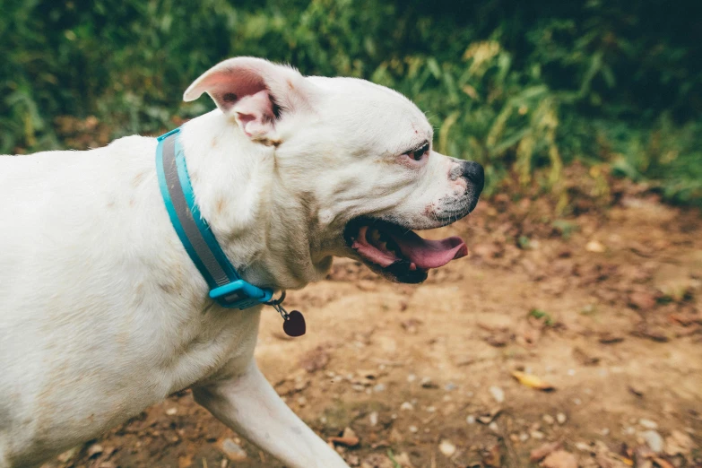 a white dog walking across a dirt field, unsplash, teal color graded, wearing steel collar, profile image, boxer