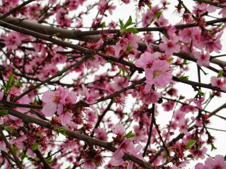 a close up of a tree with pink flowers, by Eva Gonzalès, flickr, peaches, ffffound, food, instagram picture