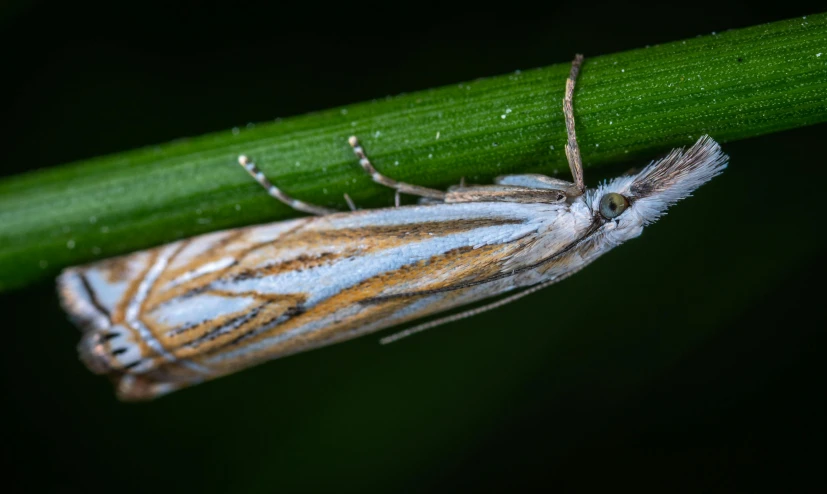 a close up of a moth on a plant, hurufiyya, avatar image, long thick grass, thumbnail, fungal