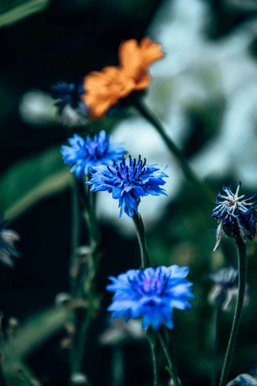 a close up of a bunch of blue flowers, by Eglon van der Neer, unsplash, dark blue + dark orange, herbs and flowers, beautiful surroundings, gardening