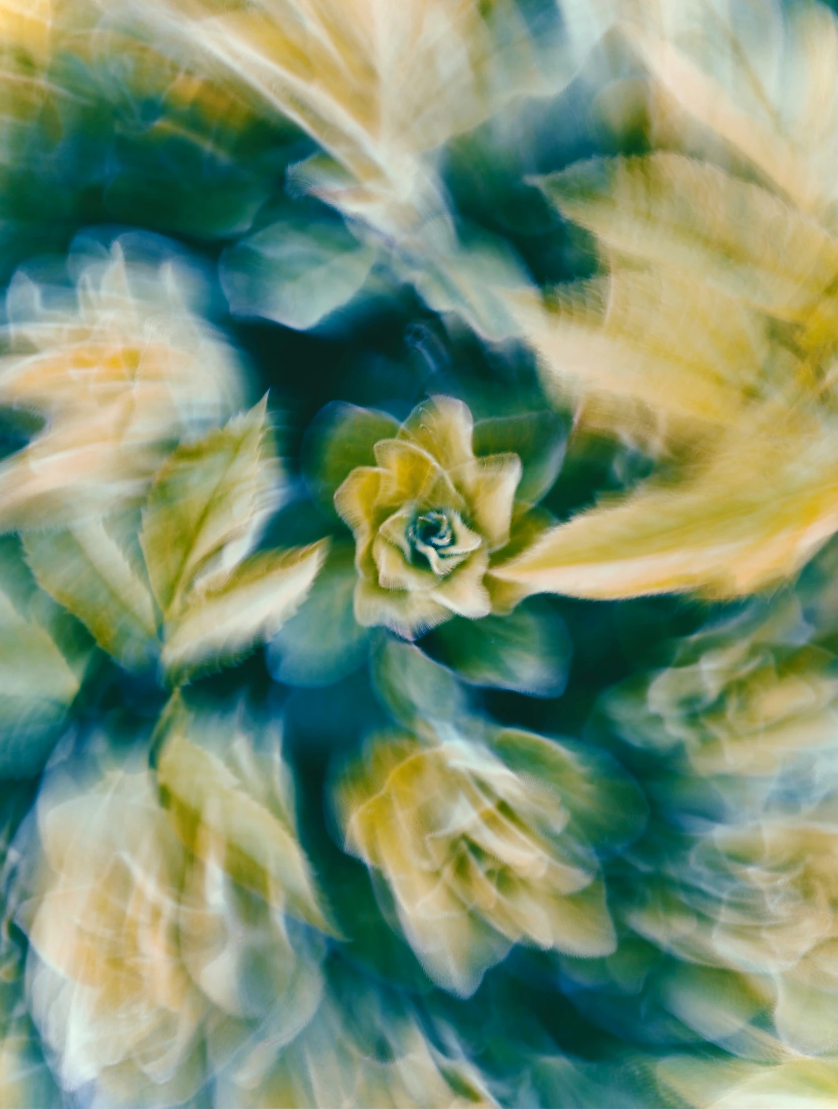 a close up of a flower with a blurry background, a picture, inspired by Umberto Boccioni, trending on unsplash, lyrical abstraction, yellow and greens, cloud vortex, abstract smokey roses, archival pigment print