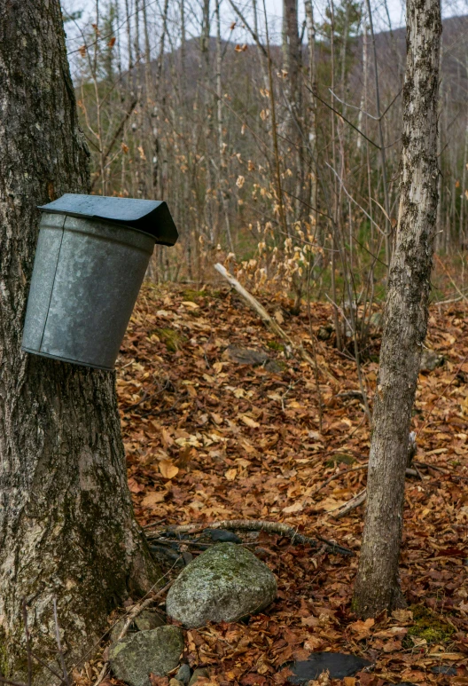 a bucket hanging from a tree in the woods, slide show, adam varga, edible, us