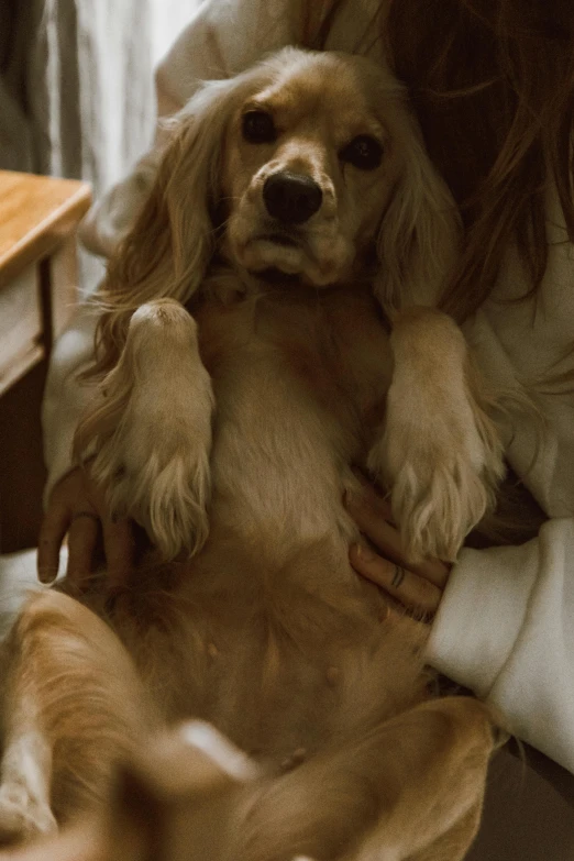 a woman sitting on a bed holding a dog, trending on pexels, renaissance, realistic footage, golden hues, gif, cavalier king charles spaniel