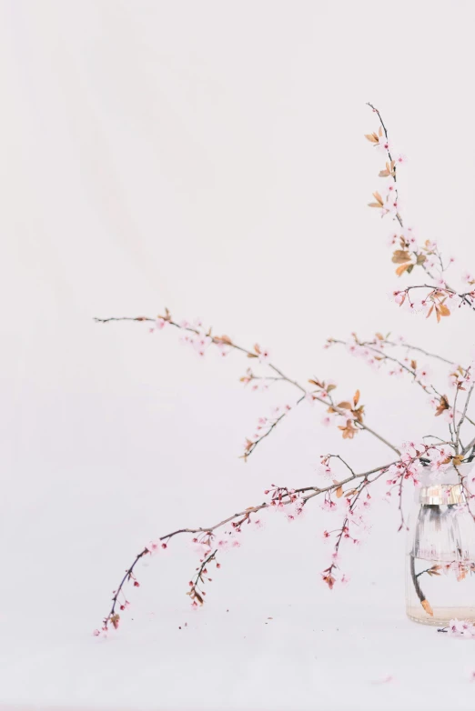 a vase filled with flowers sitting on top of a table, by Tan Ting-pho, trending on unsplash, minimalism, cherry-blossom-tree, ilustration, white background wall, low quality photo