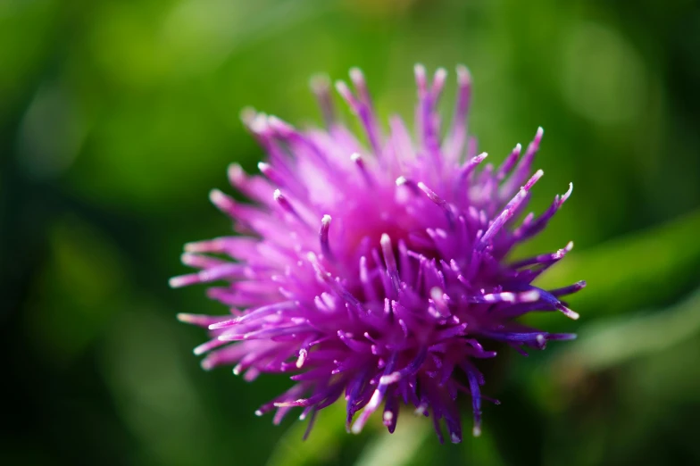 a purple flower sitting on top of a lush green field, a macro photograph, spiky, high quality product image”, colourful explosion, portrait image