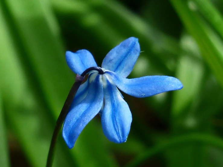 a close up of a small blue flower, by Eero Järnefelt, pexels contest winner, hurufiyya, vanilla, various posed, an ancient, often described as flame-like