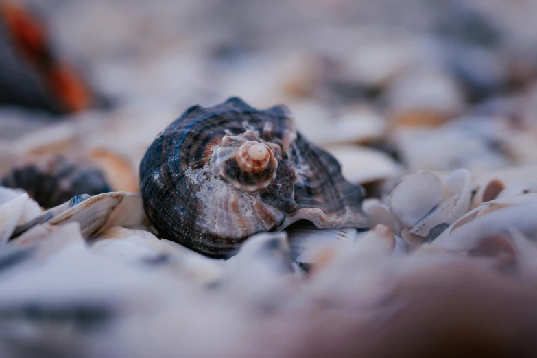 a close up of a shell on a beach, pexels contest winner, shot on hasselblad, blueish tones, ground level shot, brown