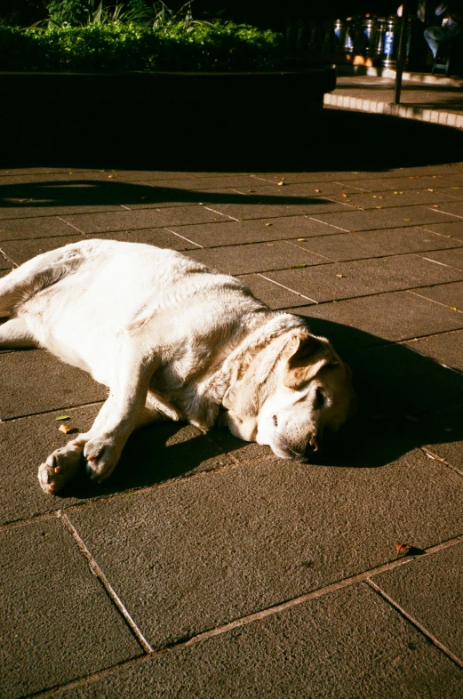 a dog that is laying down on the ground, inspired by Elsa Bleda, unsplash, photorealism, hot summer sun, analogue, obese ), cinematic shot ar 9:16 -n 6 -g