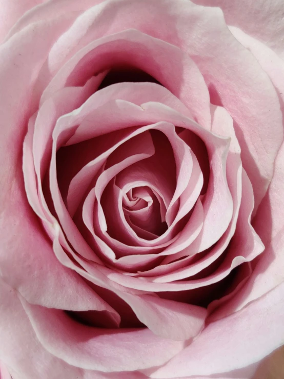 a close up of a pink rose flower, an album cover, by Robert Thomas, pexels contest winner, romanticism, ultra high pixel detail, full frame image, light pink, unimaginably huge