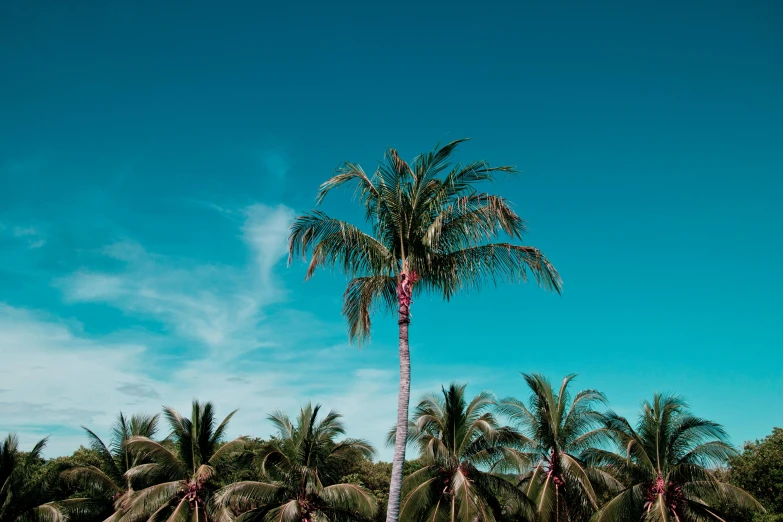 a palm tree sitting on top of a lush green field, inspired by Elsa Bleda, pexels contest winner, pink white turquoise, tans, holiday, vibrant blue