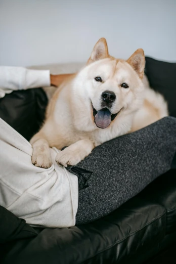 a person sitting on a couch with a dog, inspired by Shiba Kōkan, trending on unsplash, sōsaku hanga, tongue out, grey, smooth texture, 4 legs