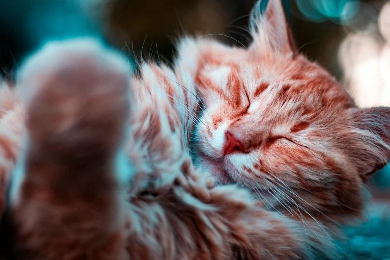 a close up of a cat laying on its back, trending on pexels, furry art, covered in coral, hugging each other, one is a redhead, making the best smug smile