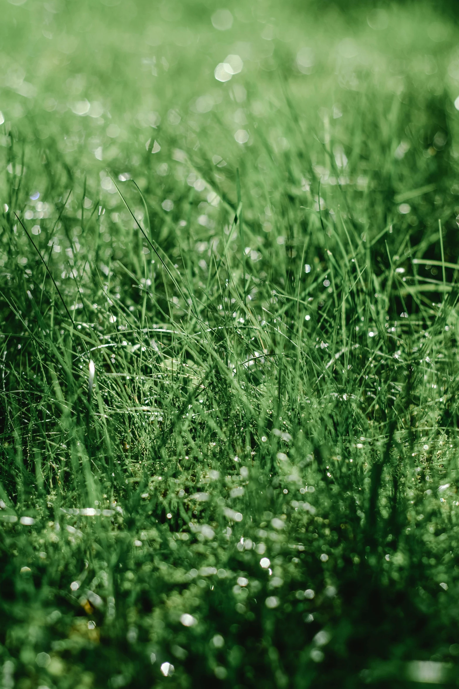 a fire hydrant sitting on top of a lush green field, a digital rendering, inspired by Elsa Bleda, pexels, grass texture, dewdrops, super close up shot, long thick grass