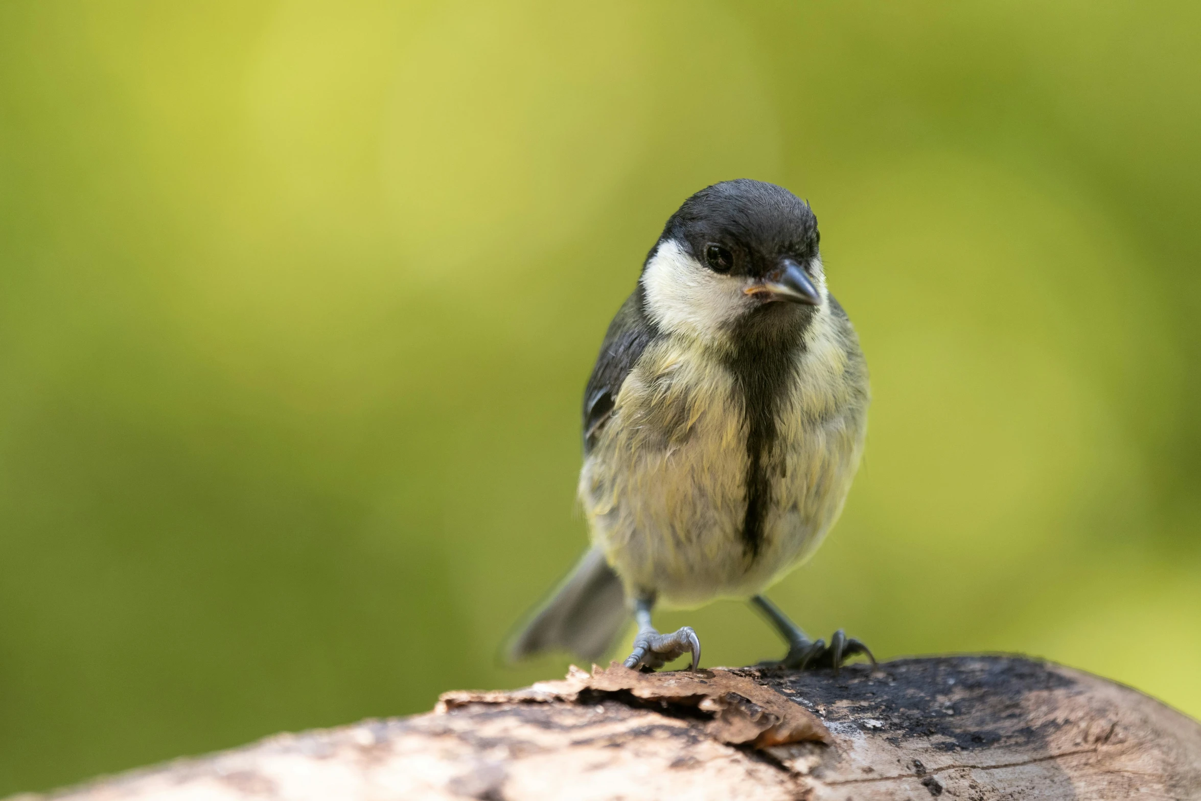 a small bird sitting on top of a piece of wood, looking at the camera, biodiversity all round, small upturned nose, soft chin