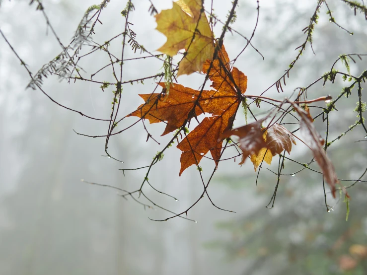 a couple of leaves sitting on top of a tree branch, by Jessie Algie, pexels contest winner, foggy forest, dripping wet, maple tree, brown