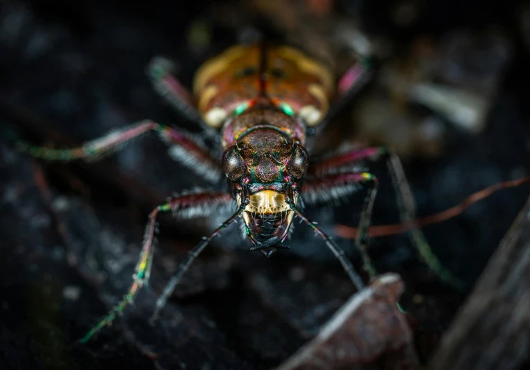 a close up of a bug on a leaf, pexels contest winner, colorful and dark, stag beetle, ground - level medium shot, avatar image