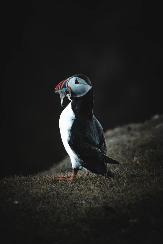 a black and white bird with a red beak, by Jesper Knudsen, pexels contest winner, happening, faroe island, medium format. soft light, an owl, a handsome