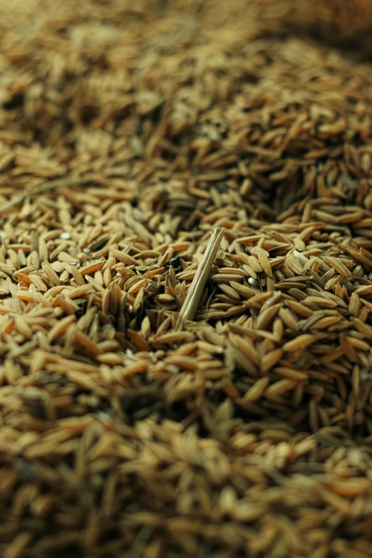 a pile of brown rice sitting on top of a table, by Carey Morris, hurufiyya, reuters, swarming with insects, bahamas, ap