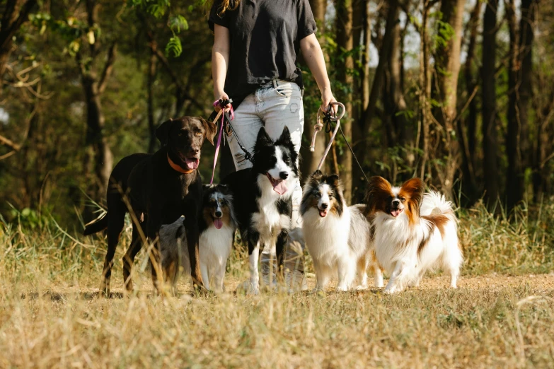 a woman walking a group of dogs on a leash, by Emma Andijewska, pexels contest winner, renaissance, avatar image, border collie, 1024x1024, snacks