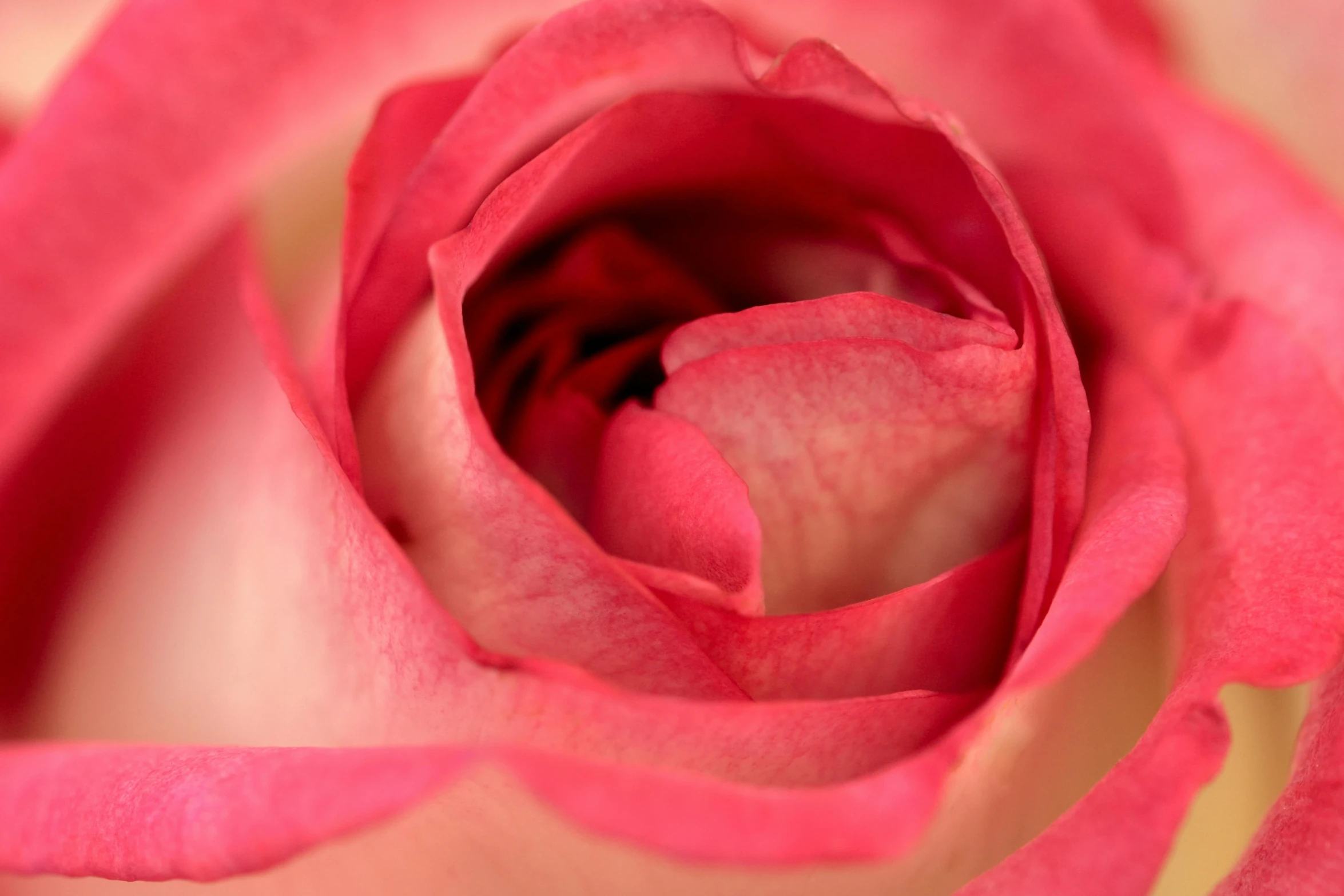 a close up of a pink rose flower, a macro photograph, inspired by Allan Ramsay, pexels contest winner, crimson peek, skin detail, full frame image, red roses