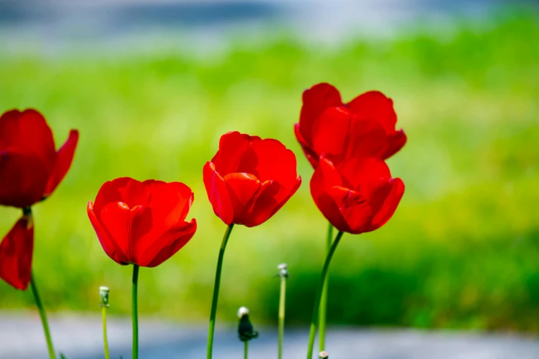 a group of red flowers sitting on top of a lush green field, by Svetlin Velinov, trending on pixabay, tulip, avatar image, anemone, youtube thumbnail