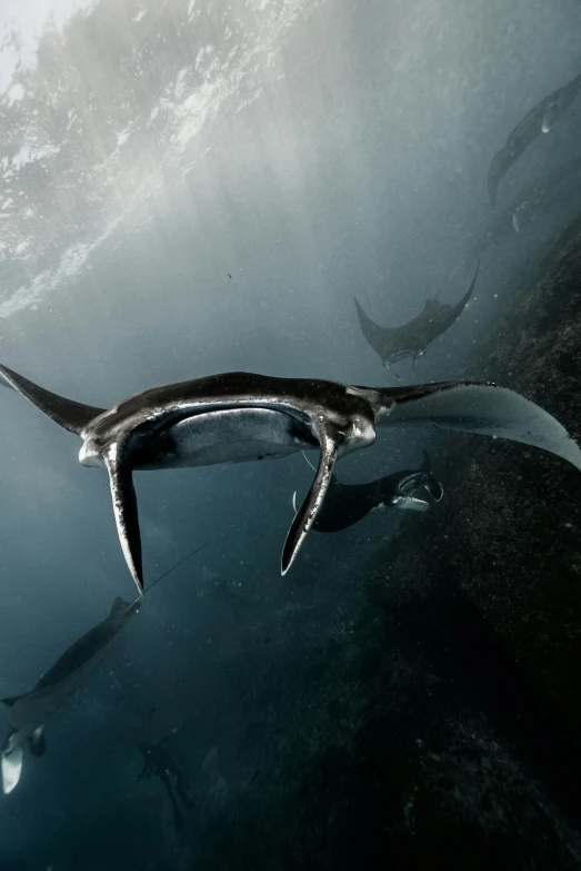 a manta ray swimming in the ocean, an album cover, by Jesper Knudsen, unsplash contest winner, sumatraism, devil's horns, liquid metal, bows, onyx