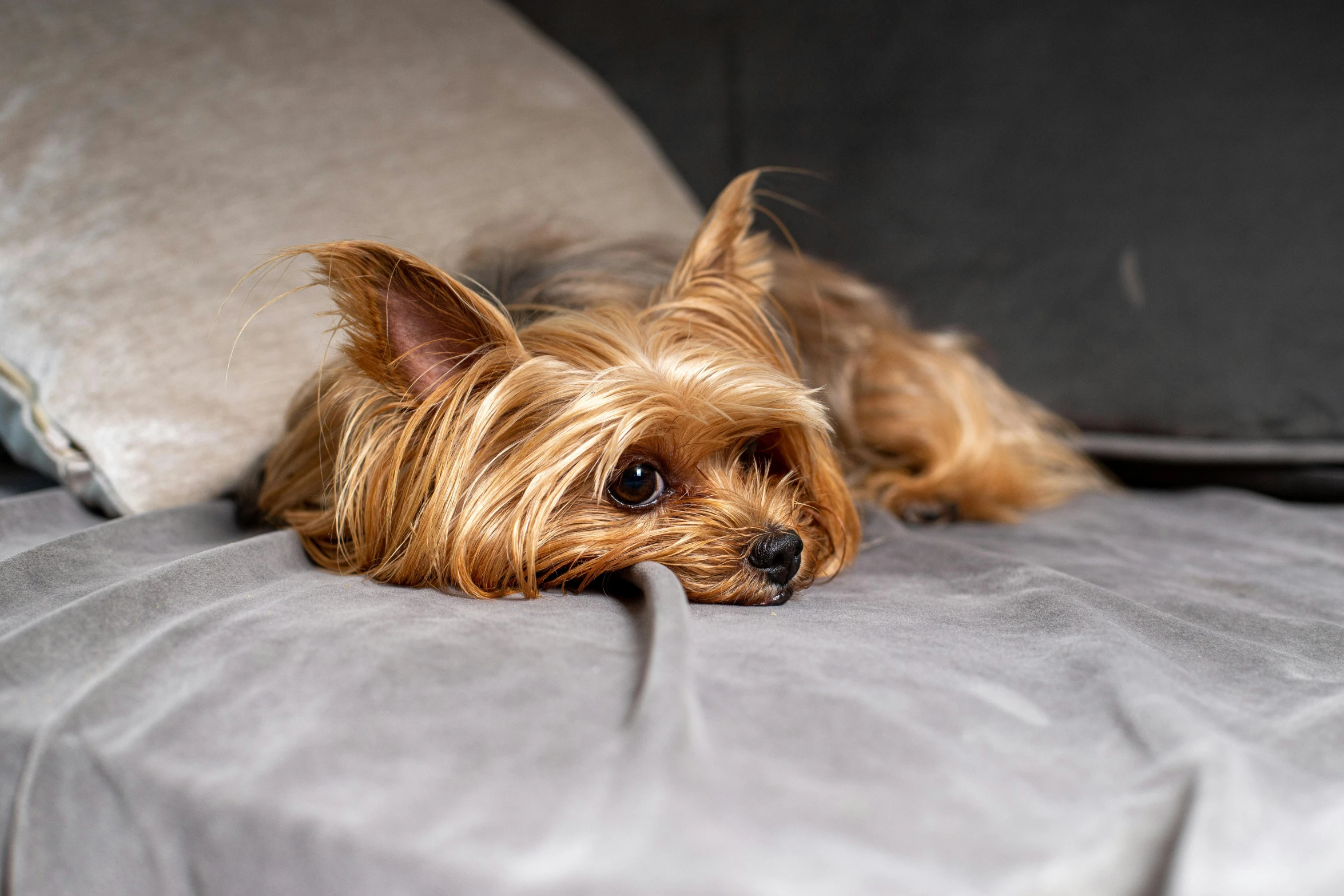 a small brown dog laying on top of a bed, by Emma Andijewska, pexels, yorkshire terrier, on a couch, gif